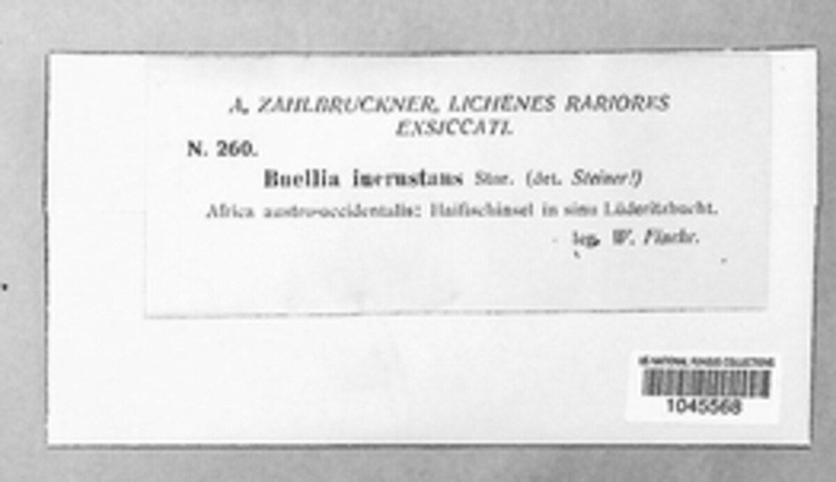 Buellia incrustans image